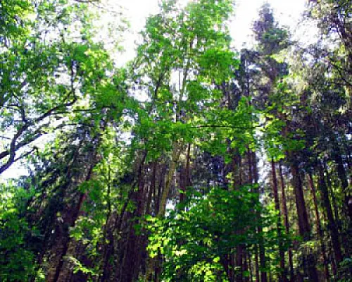 Forests Make Up Only 6–7% of Armenia: Environmentalist
