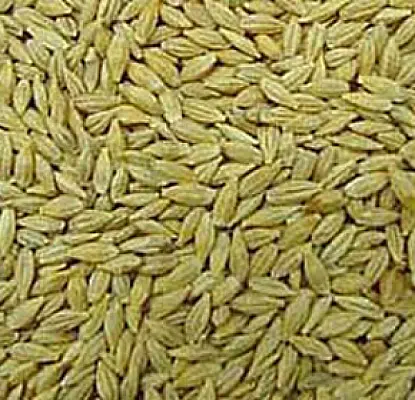 Armenian Government to Provide Villagers with Free Barley Seeds