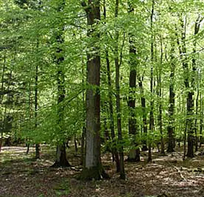 Armenian Soldier was Lost in Forest