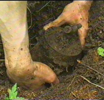 Tavush Resident Trips on Land Mine Near Ağdam