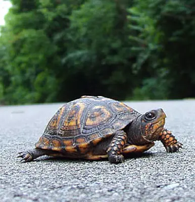 Turtles Stop Traffic at JFK Airport, Promptly Get a Twitter Account