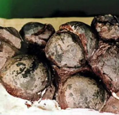 First Pregnant Lizard Fossil Found in China