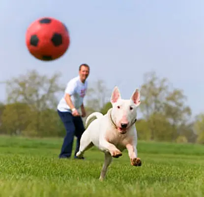 UEFA President Urged to Stop Killing of Stray Animals in Ukraine