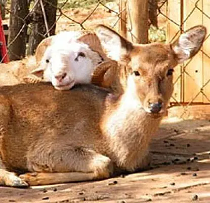 Ram and Deer to Marry in China Zoo on Valentine's Day