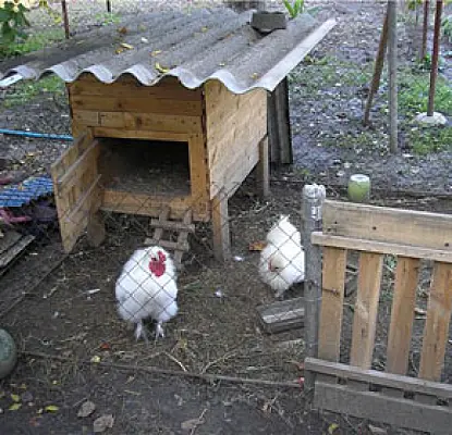 Vanadzor Man Sentenced to 3,4 Years in Jail for Attempted Chicken Heist