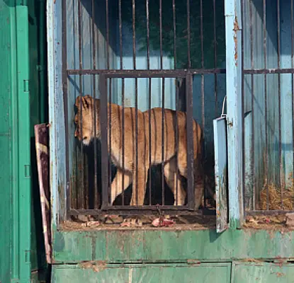 Armenia Needs 'Rigid Law' Against Animal Abuse and Neglect, Environmentalists Say