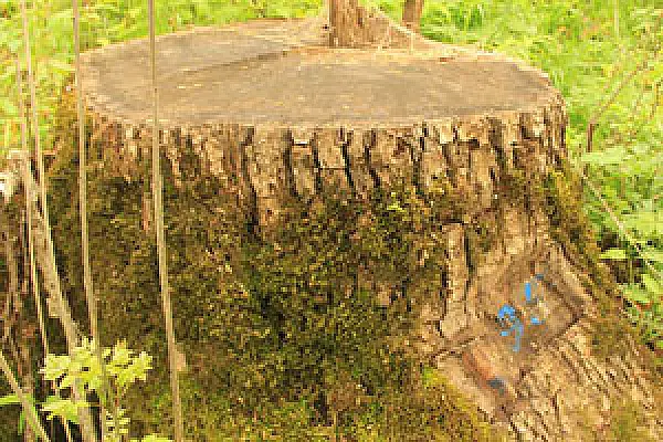 Armenian Environmentalists Want to Find Out Reason for Felling Dozens of Rare Oaks in Syunik Reserve