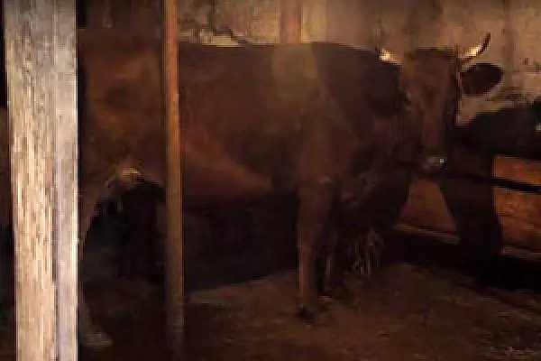 В одной из областей Армении бруцеллез, а ветеринары получают 100 долларов