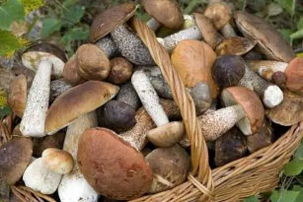 Կերել են անտառից հավաքված, ըստ իրենց՝ «շամպինիոն»