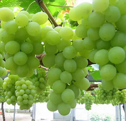Farmers Block School Entrance in Armenian Village Over Unfulfilled Promises of Local Winery