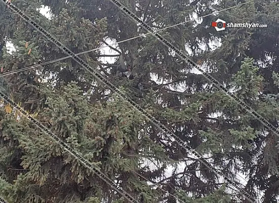 Գյումրիում ծառը բարձրացած տղամարդն ինքնահրկիզվել է
