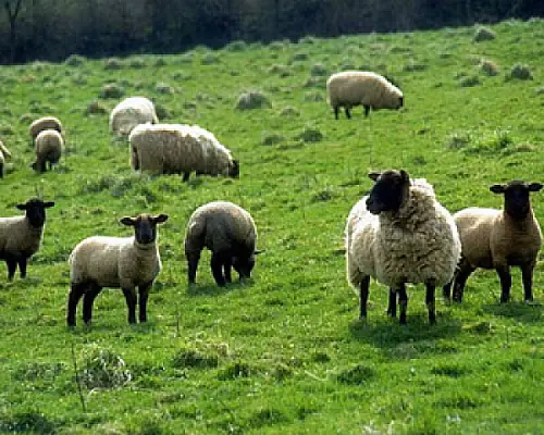 Wolves Attack Spitak Resident's Sheep