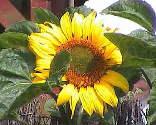 Russia Might Ban Export of Sunflower Seeds