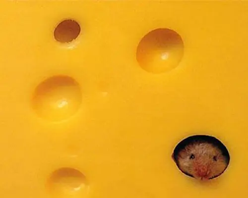Պանիր սիրում են մարդիկ և մկները. քաղաքական գործիչը փորձել է «լիկբեզ» անցկացնել