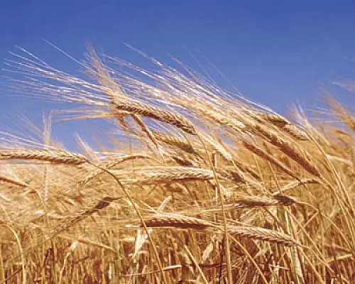 Երկու տարի առանց ցորենի. FAO-ն ահազանգում է