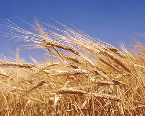 Russia May Resume Wheat Export This Year: Medvedev