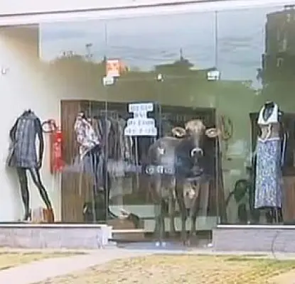 Bull Hides in Clothing Boutique (VIDEO)