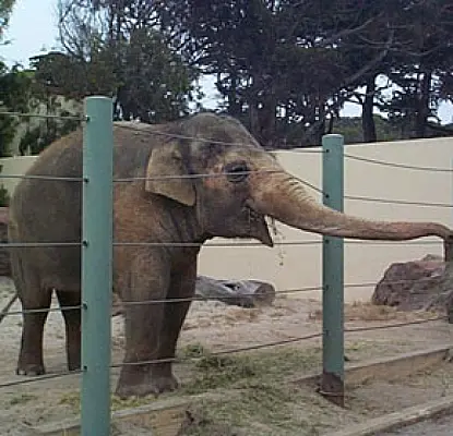 Yerevan Zoo's Plans of 'Brighter Future' for Elephant Hrant Includes Finding Him a Mate