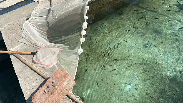Հայաստանից ձուկ ուզող չկա